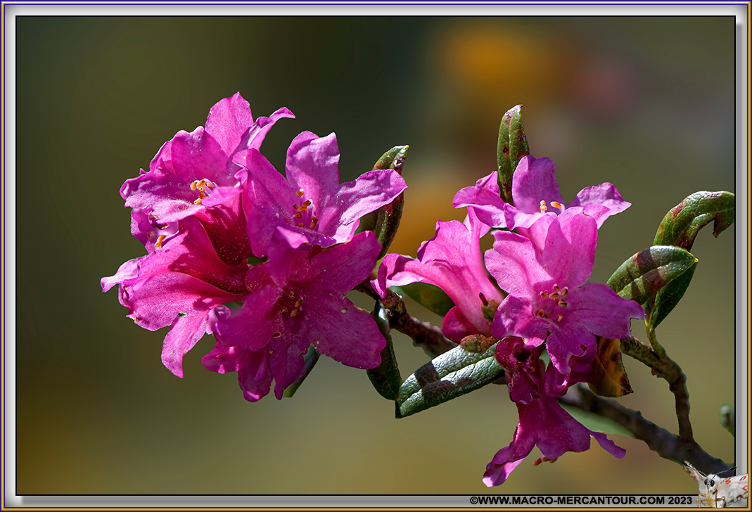 Rhodendrons